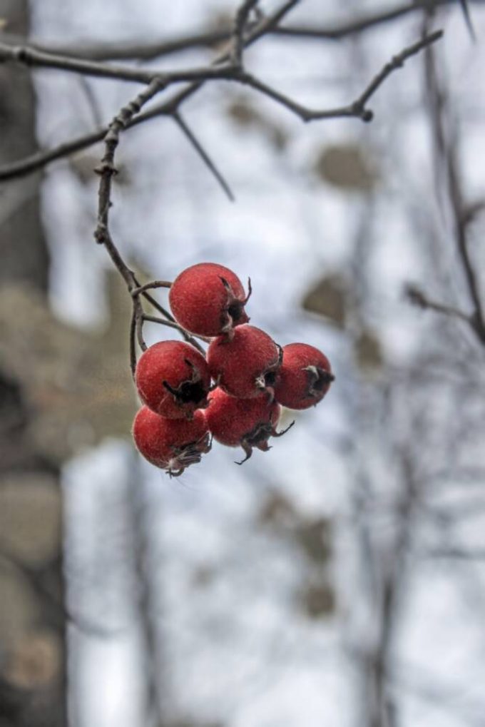 Sentier des Senelles