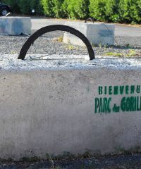 Parc des Gorilles